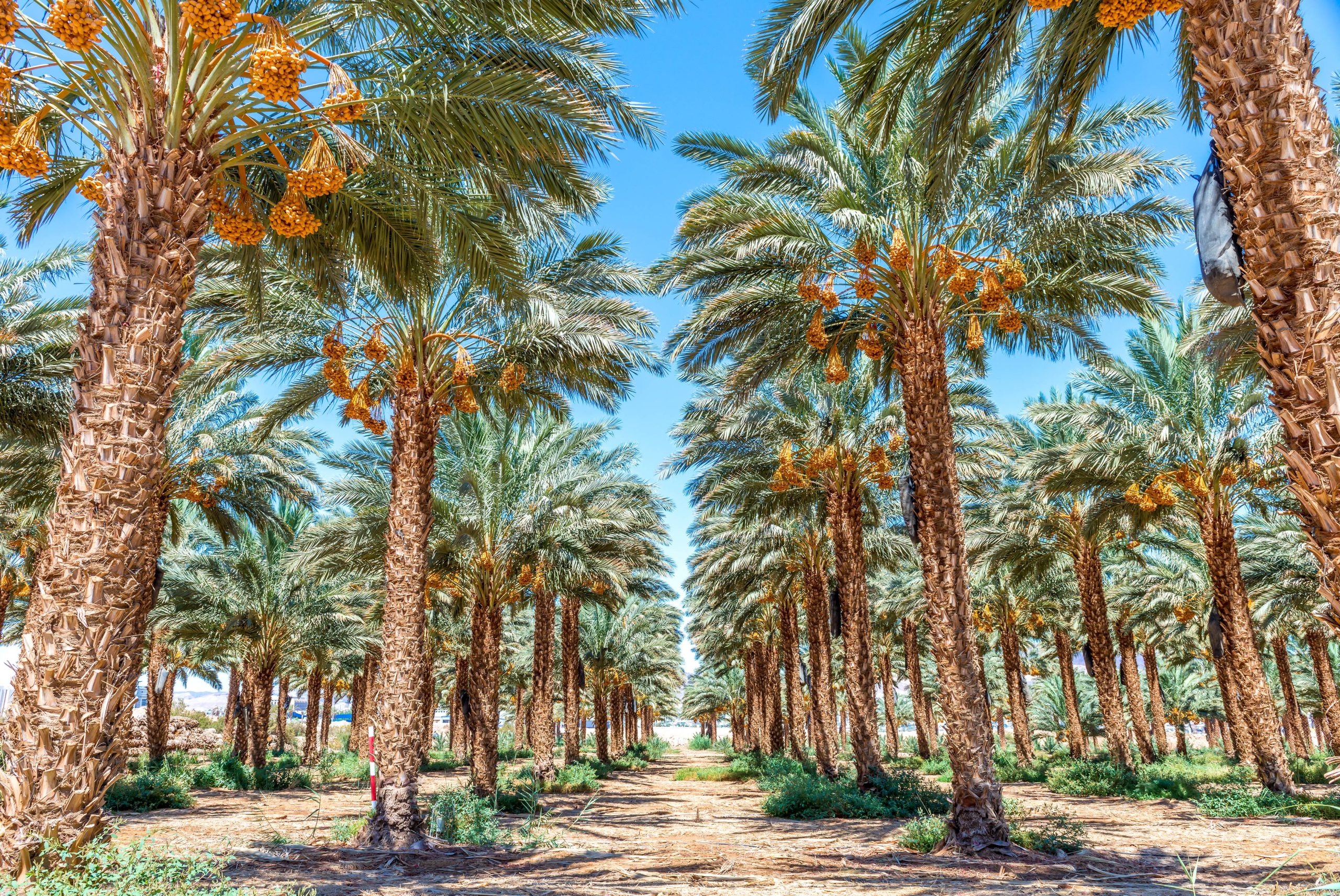 Alteia saudi murabaha fund 1