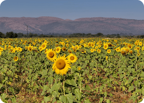 Monthly insight august month
